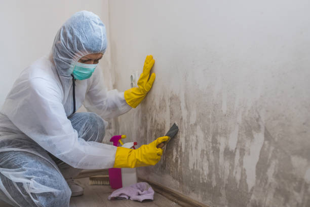 Best Dehumidification Services  in Luna Pier, MI