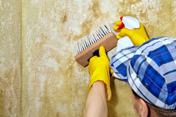 Best Biohazard Mold Removal  in Luna Pier, MI